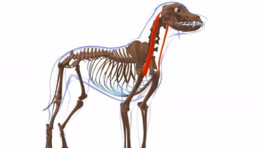 Cleidomastoideus Kas Kas Kas Kas Anatomisi Tıbbi Konsept 3 boyutlu animasyon