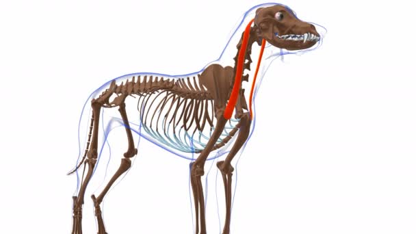 Cleidomastoideus Mięśnie Psie Mięśnie Anatomia Medyczna Koncepcja Animacja — Wideo stockowe