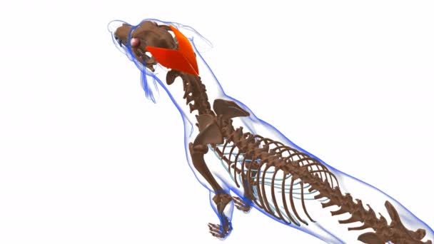 Anatomía Muscular Cervical Del Músculo Del Perro Auricularis Superficialis Para — Vídeo de stock