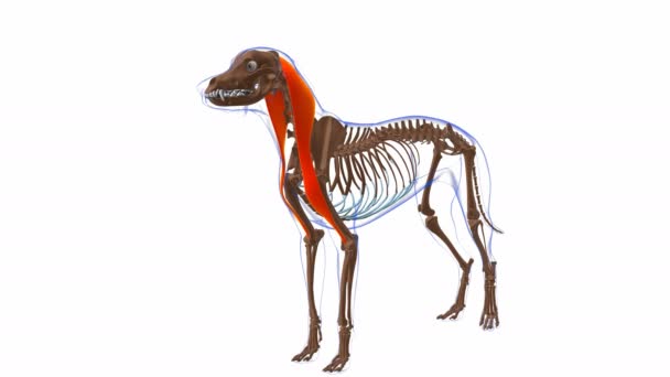 Brachiocephalicus Μυς Σκύλος Ανατομία Μυών Για Ιατρική Έννοια Animation — Αρχείο Βίντεο