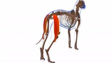Biceps Femoris kas Kas Anatomisi Tıbbi Konsept 3 boyutlu animasyon için