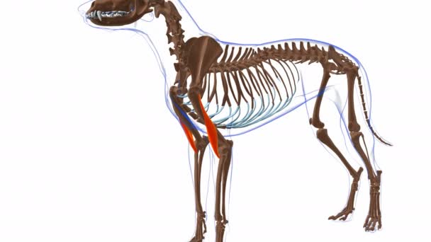 Brachialis Μυών Dog Ανατομία Μυών Για Ιατρική Έννοια Animation — Αρχείο Βίντεο