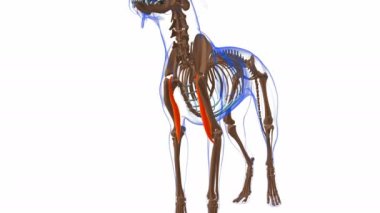 Medikal Konsept 3 boyutlu animasyon için Brachii kas kası anatomisi.