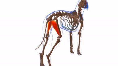 Tıbbi Konsept 3 boyutlu animasyon için Addüktör kası köpek kası anatomisi