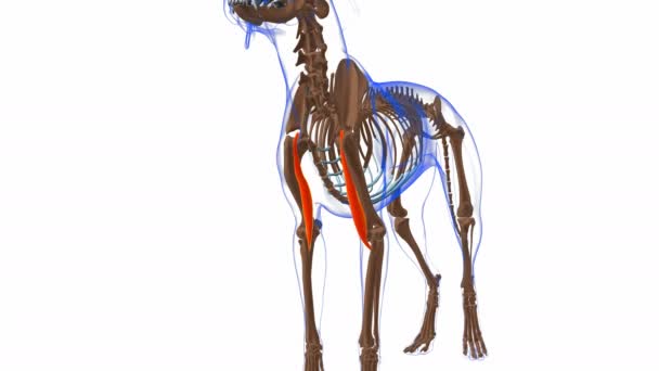 Anatomía Del Músculo Del Perro Del Músculo Los Bíceps Brachii — Vídeo de stock