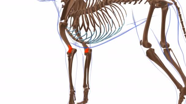 Anconeus Μυών Dog Ανατομία Για Ιατρική Έννοια Animation — Αρχείο Βίντεο