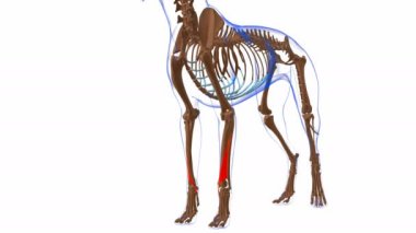Kaçıran Digiti Longus kas kası. Tıbbi Konsept 3 boyutlu animasyon için köpek anatomisi.