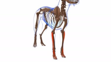 Extensor Digitorum Communis Kas Kas Köpek Kas Anatomisi Tıbbi Konsept 3 boyutlu animasyon