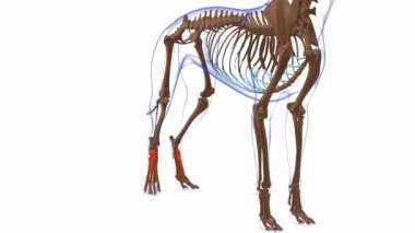 Tıbbi Konsept 3 boyutlu animasyon için Extensor Digitorum Brevis kas köpek kası anatomisi
