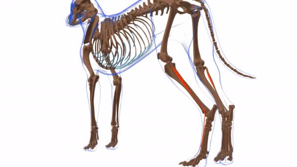 Anatomía Muscular Del Músculo Del Perro Del Músculo Digitorum Lateralisb — Vídeo de stock