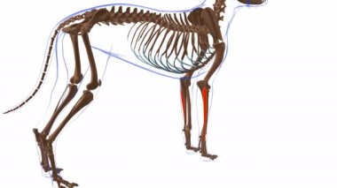 Extensor Carpi Ulnaris kas Kas Kas Anatomisi Tıbbi Konsept 3 boyutlu animasyon