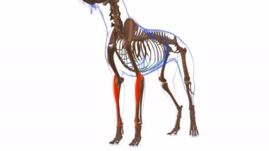 Extensor Carpi Radialis kas Kas Anatomisi Tıbbi Konsept 3 boyutlu animasyon için