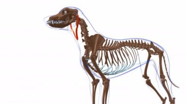 Depresör Auris kas Kas Anatomisi Tıbbi Konsept 3 boyutlu animasyon için