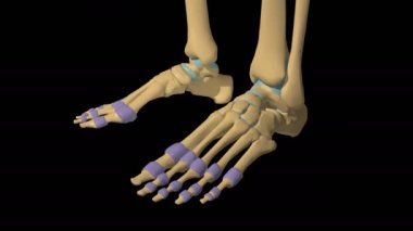 İnsan iskeleti sinovial eklem anatomisi eklem kapsülü 3D animasyonu