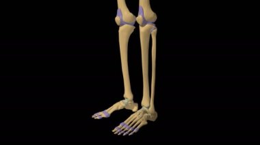 İnsan iskeleti sinovial eklem anatomisi eklem kapsülü 3D animasyonu