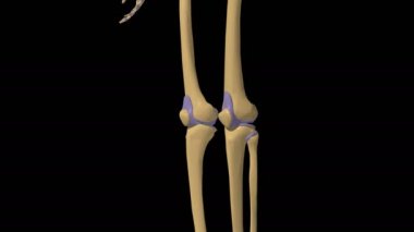 İnsan iskeleti sinovial eklem anatomisi eklem kapsülü 3D animasyonu