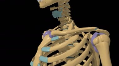 İnsan iskeleti sinovial eklem anatomisi eklem kapsülü 3D animasyonu