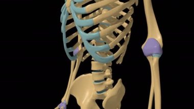 İnsan iskeleti sinovial eklem anatomisi eklem kapsülü 3D animasyonu