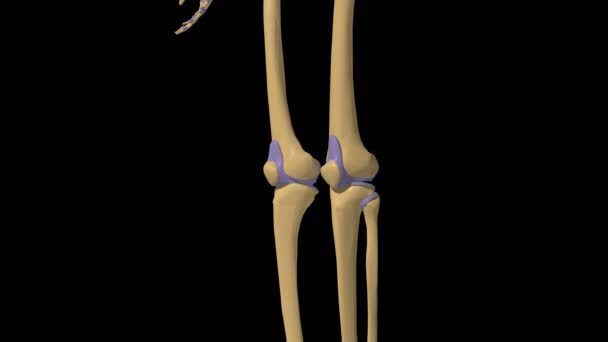 Anatomía Articulación Sinovial Esqueleto Humano Con Animación Cápsula Articulada — Vídeos de Stock