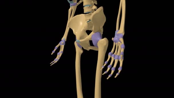 Anatomía Articulación Sinovial Esqueleto Humano Con Animación Cápsula Articulada — Vídeo de stock