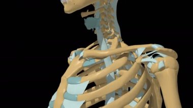 İnsan iskeleti omuz eklemi anatomisi 3D animasyon