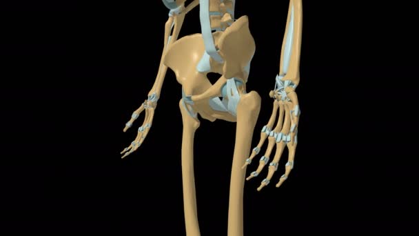 Human Skeleton Wrist Hip Joint Ligaments Anatomy Animation — Stock video