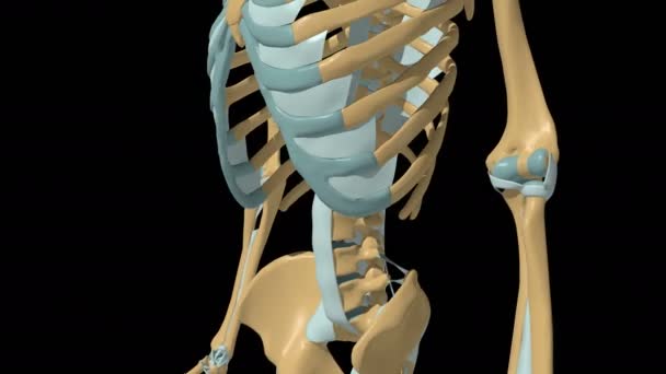 Menselijk Skelet Elleboog Gewrichten Ligamenten Anatomie Animatie — Stockvideo