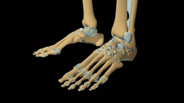 Human Skeleton Foot Joint Ligaments Anatomy Animace — Stock video