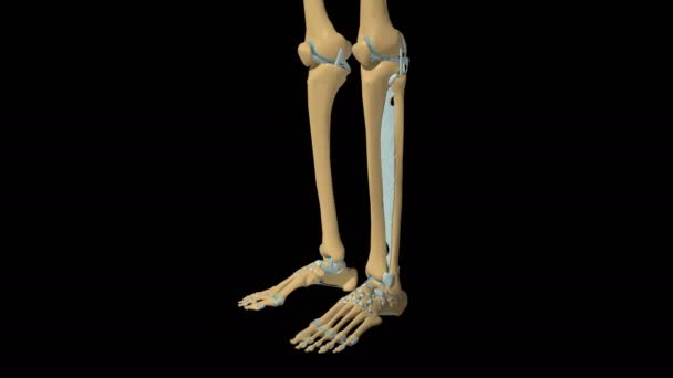 Esqueleto Humano Rodilla Pie Articulación Ligamentos Anatomía Animación — Vídeo de stock