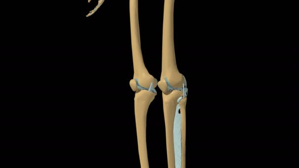 Menselijk Skelet Kniegewricht Ligamenten Anatomie Animatie — Stockvideo