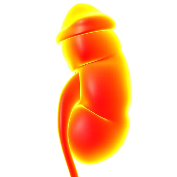 Människans Urinvägar Njurar Med Urinblåsa Anatomi För Medicinskt Koncept Illustration — Stockfoto