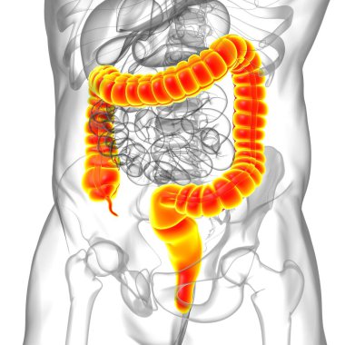 Tıbbi Konsept İçin Büyük Bağırsak 3D Görüntü İnsan Sindirim Sistemi Anatomisi
