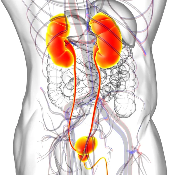 의학적 삽화에 방해석 Bladder Anatomy Medical Concept Illustration 비뇨기과 — 스톡 사진