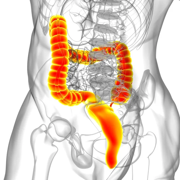 Ilustrace Tlustého Střeva Anatomie Lidského Zažívacího Traktu Pro Lékařskou Koncepci — Stock fotografie