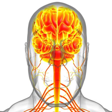 Tıbbi Konsept için İnsan Beyni Anatomisi 3 boyutlu İllüstrasyon