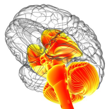 Tıbbi Konsept 3D Görüntü İçin İnsan Beyin İç Parçaları Anatomisi