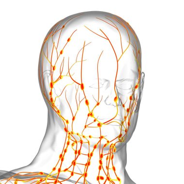 Tıbbi Konsept için İnsan Lenf Düğümleri Anatomisi 3 boyutlu Görüntü