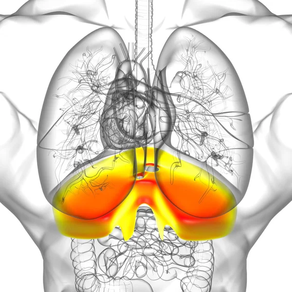Diafragma Människans Andningssystem Anatomi För Medicinska Begreppet Illustration — Stockfoto
