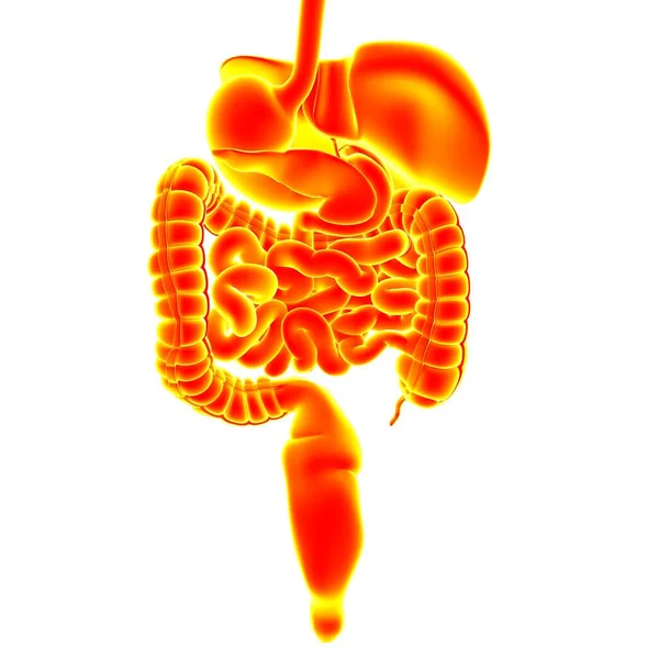 Анатомия Пищеварительной Системы Человека Медицинской Концепции Иллюстрация — стоковое фото