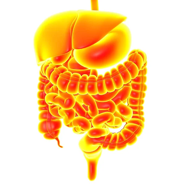 Anatomia Del Sistema Digestivo Umano Illustrazione Medica Concetto — Foto Stock