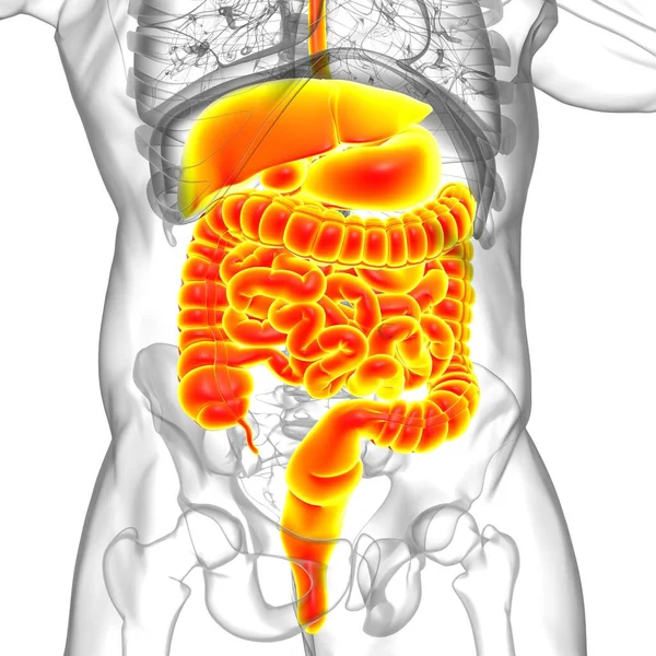 Anatomie Des Menschlichen Verdauungssystems Für Medizinisches Konzept Illustration — Stockfoto