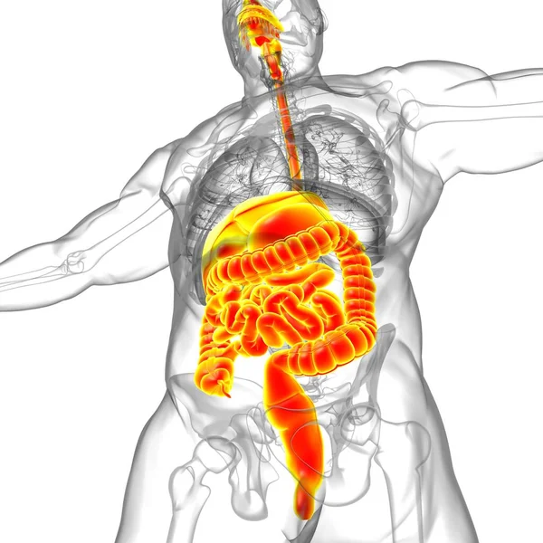 Anatomía Del Sistema Digestivo Humano Para Concepto Médico Ilustración — Foto de Stock