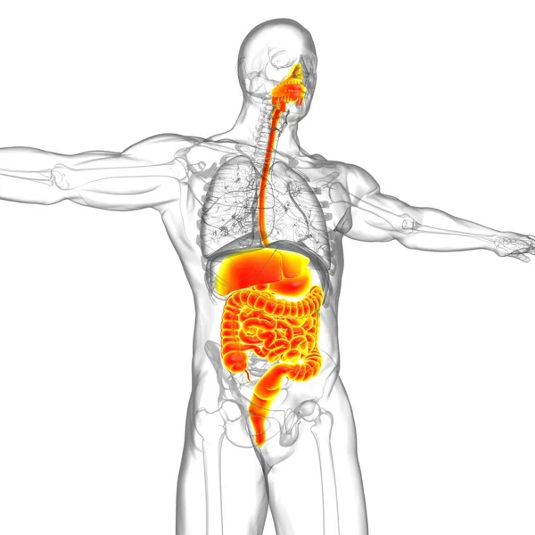 Human Digestive System Anatomy For Medical Concept 3D Illustration