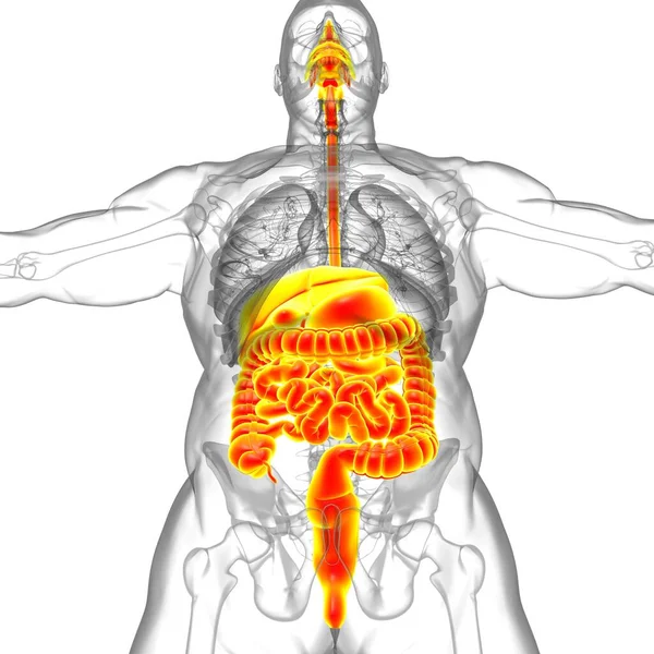 Anatomia Sistema Digestivo Humano Para Ilustração Conceito Médico — Fotografia de Stock