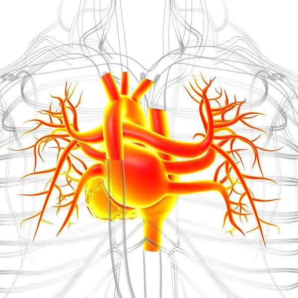 Människans Hjärta Anatomi För Medicinska Begrepp Illustration — Stockfoto