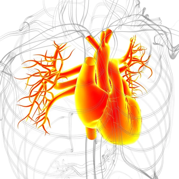 Anatomie Des Menschlichen Herzens Für Medizinisches Konzept Illustration — Stockfoto