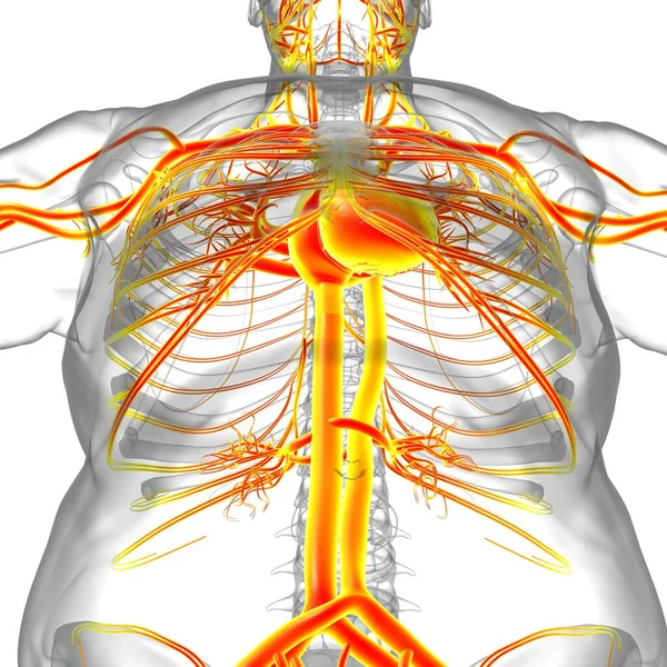 Coração Humano Com Anatomia Sistema Circulatório Para Ilustração Médica Conceito — Fotografia de Stock
