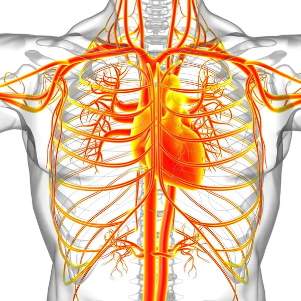 Coeur Humain Avec Anatomie Système Circulatoire Pour Concept Médical Illustration — Photo