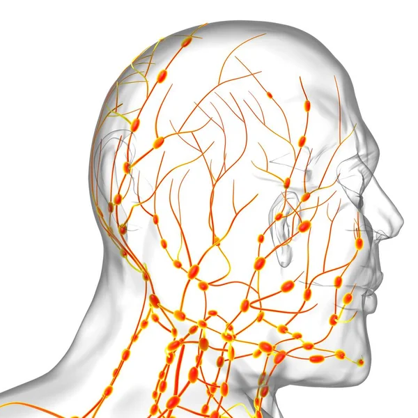 Людські Лімфатичні Вузли Анатомія Медичної Концепції Ілюстрації — стокове фото