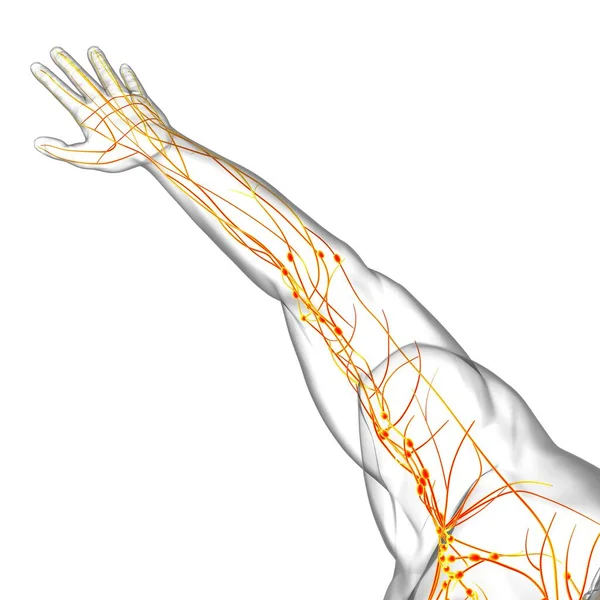 Human Lymph Nodes Anatomy Medical Concept Illustration — 스톡 사진